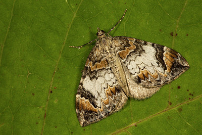 BUITEN BEELD Foto: 286996