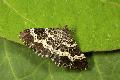 BUITEN BEELD Foto: 287001