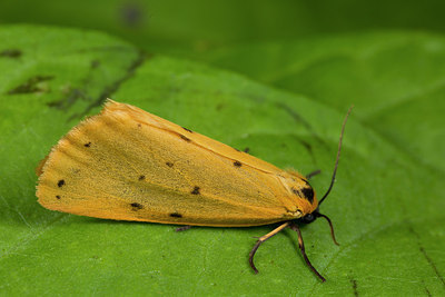 BUITEN BEELD Foto: 287004
