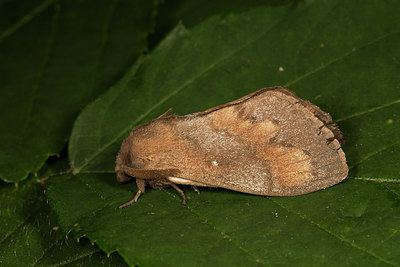 BUITEN BEELD Foto: 287022