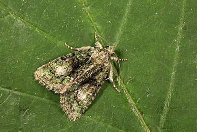 BUITEN BEELD Foto: 287031