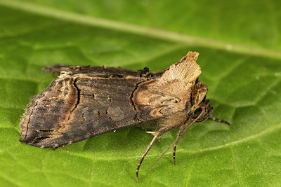 BUITEN BEELD Foto: 287033