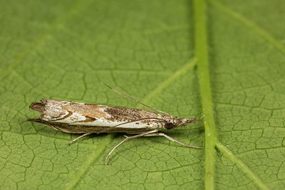 BUITEN BEELD Foto: 287037