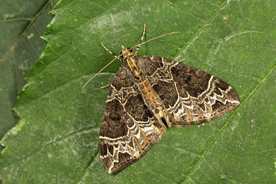 BUITEN BEELD Foto: 287040