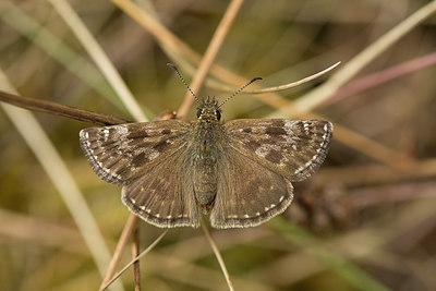 BUITEN BEELD Foto: 287041