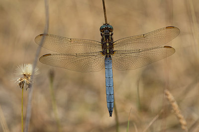 BUITEN BEELD Foto: 287042