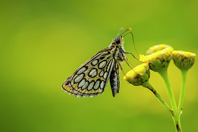 BUITEN BEELD Foto: 287046