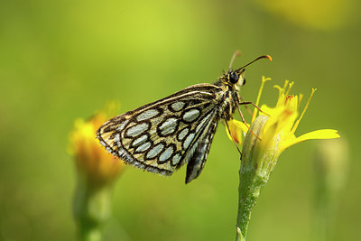 BUITEN BEELD Foto: 287047