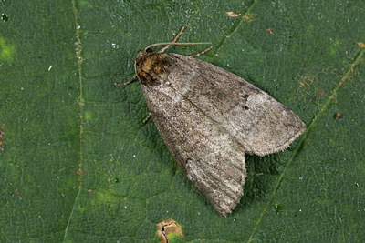 BUITEN BEELD Foto: 287048