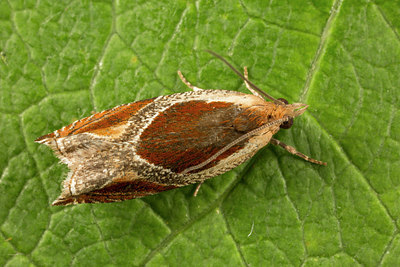BUITEN BEELD Foto: 287059