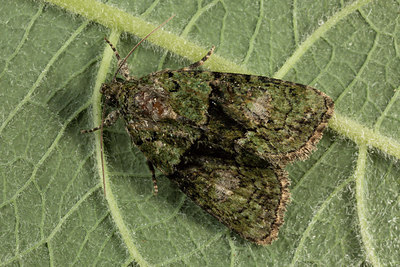 BUITEN BEELD Foto: 287071