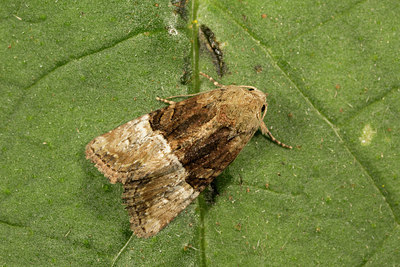 BUITEN BEELD Foto: 287081