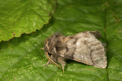 BUITEN BEELD Foto: 287088
