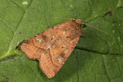 BUITEN BEELD Foto: 287089