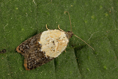 BUITEN BEELD Foto: 287090
