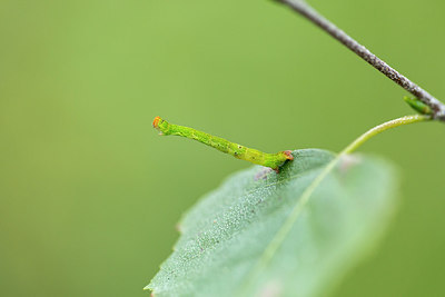 BUITEN BEELD Foto: 287106