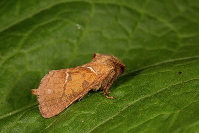 BUITEN BEELD Foto: 287110