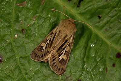 BUITEN BEELD Foto: 287111