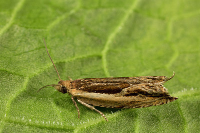 BUITEN BEELD Foto: 287113