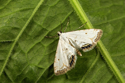 BUITEN BEELD Foto: 287115