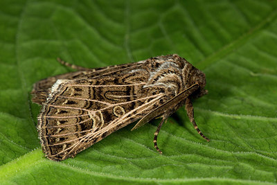 BUITEN BEELD Foto: 287125