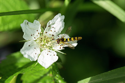 BUITEN BEELD Foto: 287131