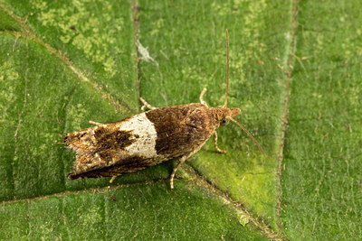 BUITEN BEELD Foto: 287143
