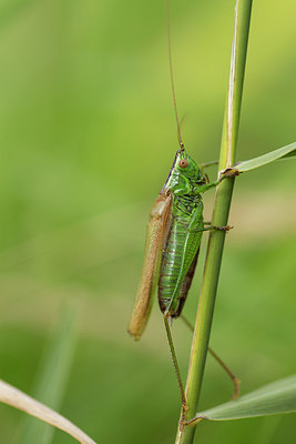 BUITEN BEELD Foto: 287147