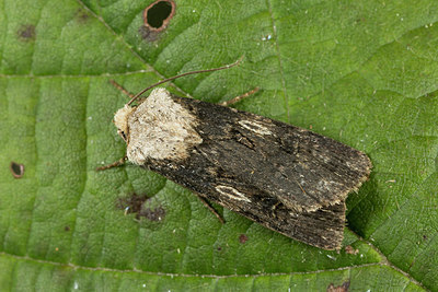 BUITEN BEELD Foto: 287152
