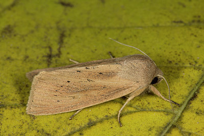 BUITEN BEELD Foto: 287154