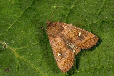 BUITEN BEELD Foto: 287162