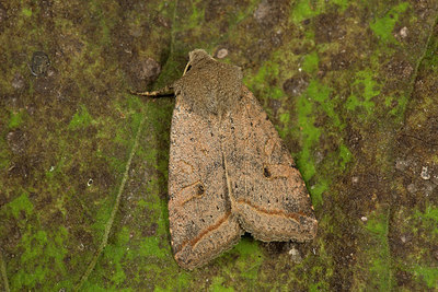 BUITEN BEELD Foto: 287165