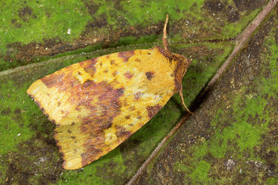BUITEN BEELD Foto: 287168