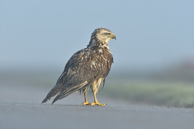 BUITEN BEELD Foto: 287175