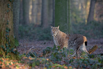 BUITEN BEELD Foto: 287185