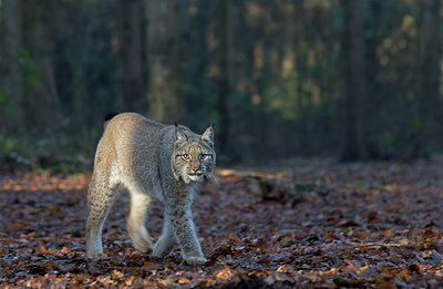 BUITEN BEELD Foto: 287187