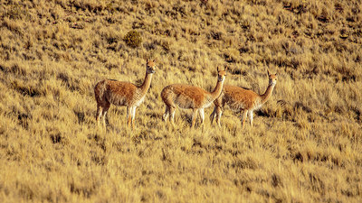 BUITEN BEELD Foto: 287193