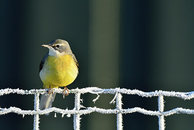 BUITEN BEELD Foto: 287238