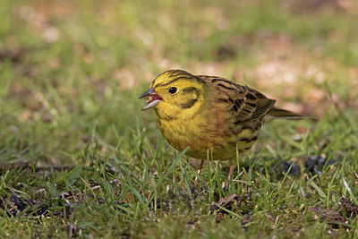 BUITEN BEELD Foto: 287246