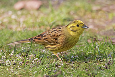 BUITEN BEELD Foto: 287249