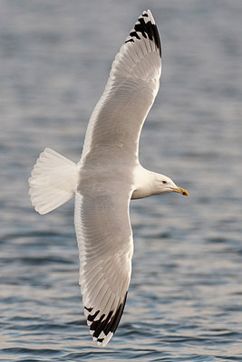 BUITEN BEELD Foto: 287310
