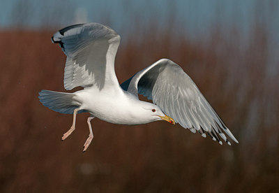 BUITEN BEELD Foto: 287311