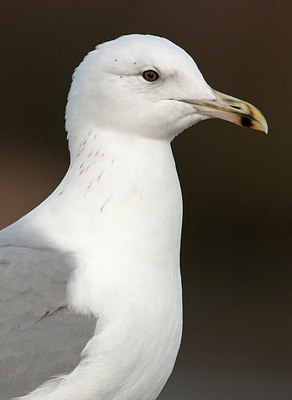 BUITEN BEELD Foto: 287324