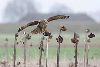 BUITEN BEELD Foto: 287331