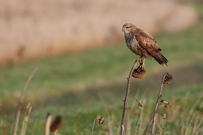 BUITEN BEELD Foto: 287332