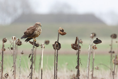 BUITEN BEELD Foto: 287333