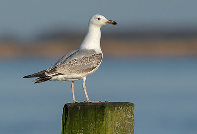 BUITEN BEELD Foto: 287350