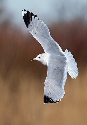 BUITEN BEELD Foto: 287364