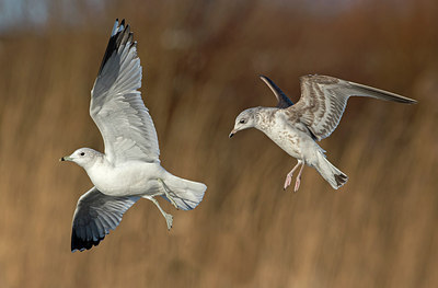 BUITEN BEELD Foto: 287366