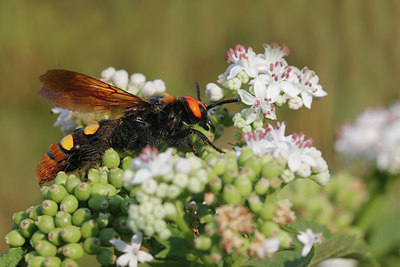 BUITEN BEELD Foto: 287369